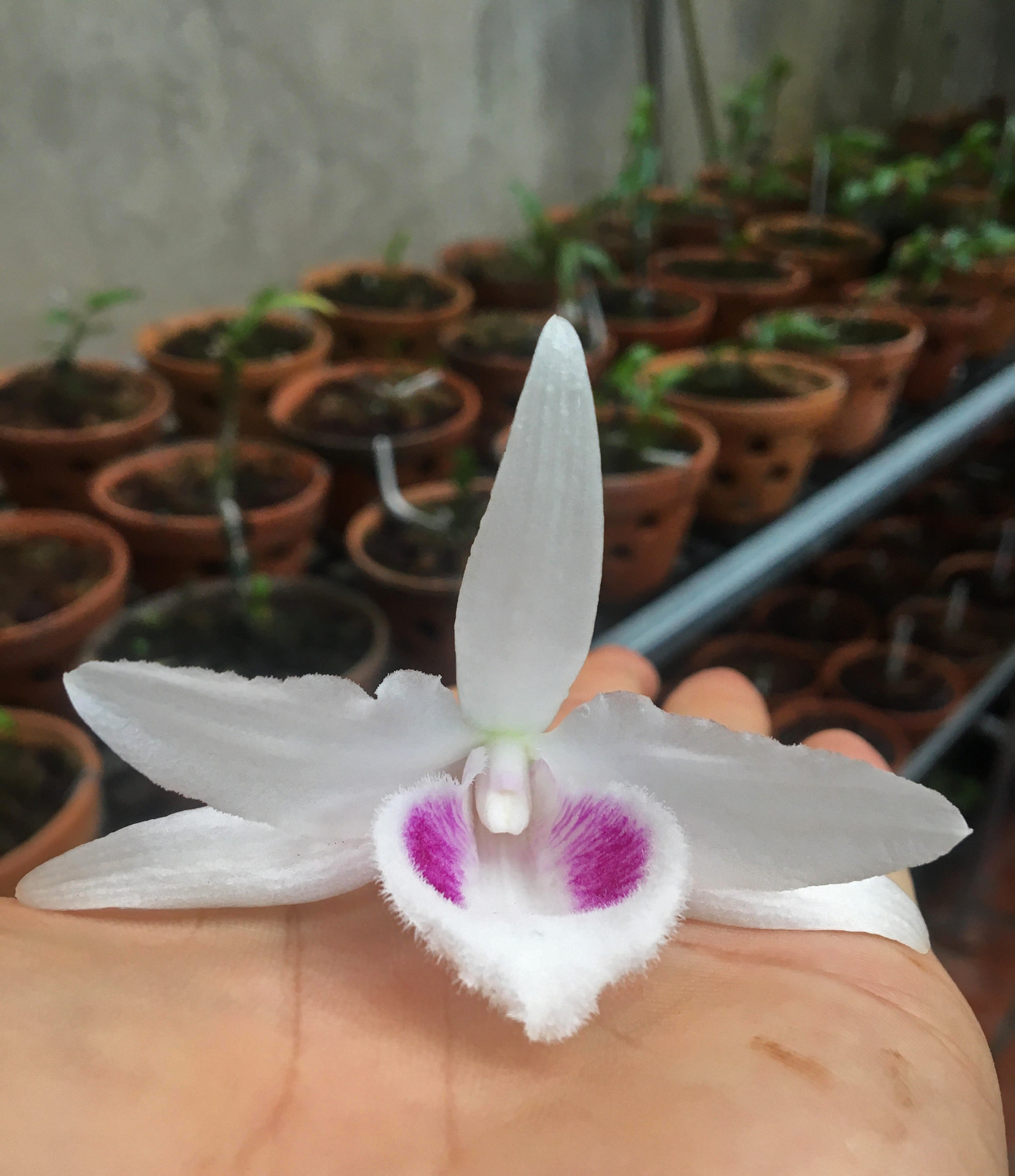 Người chơi lan đột biến tiết lộ sự thật khó tin về các thương vụ mua - bán gần 'trăm tỉ' ảnh 2