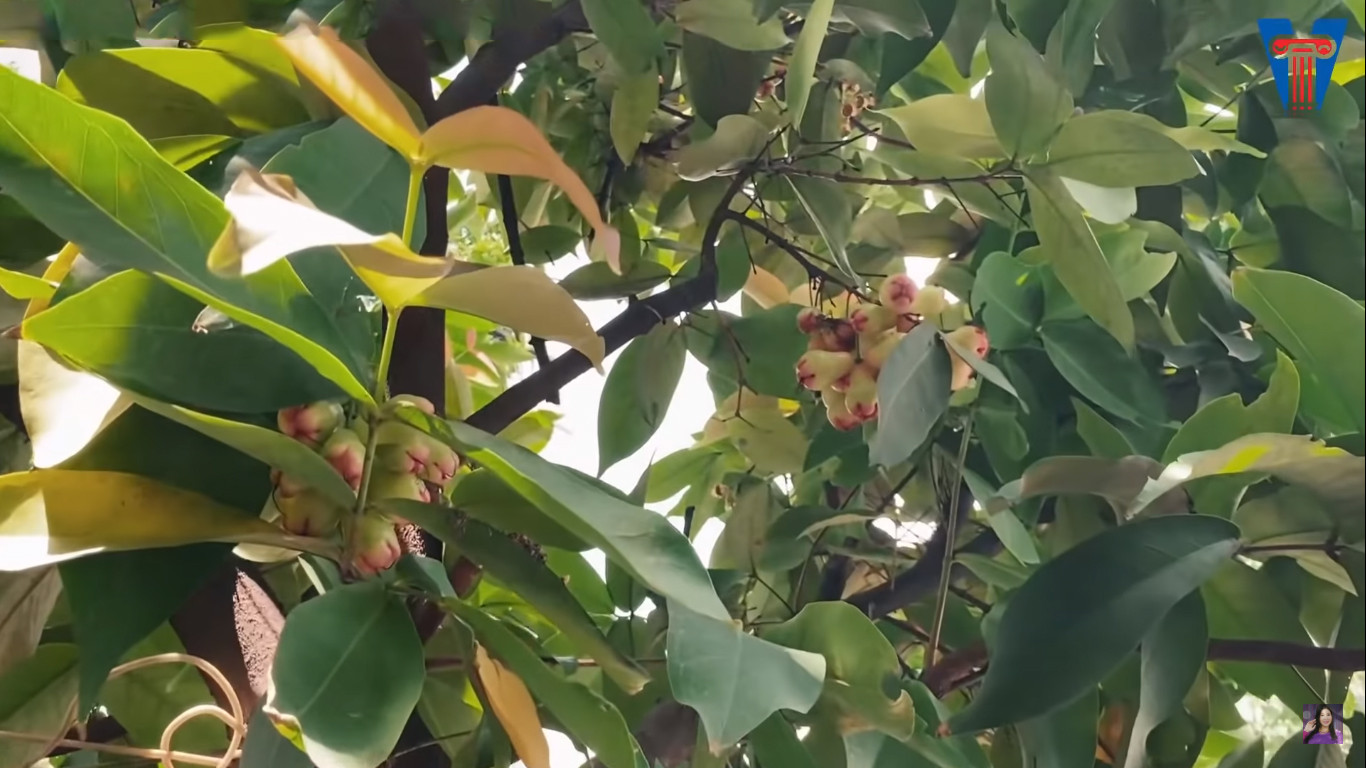 NSND Hồng Vân hé lộ biệt thự rộng lớn có khế trăm tuổi, cá trê 'thành tinh' giữa Sài Gòn ảnh 6