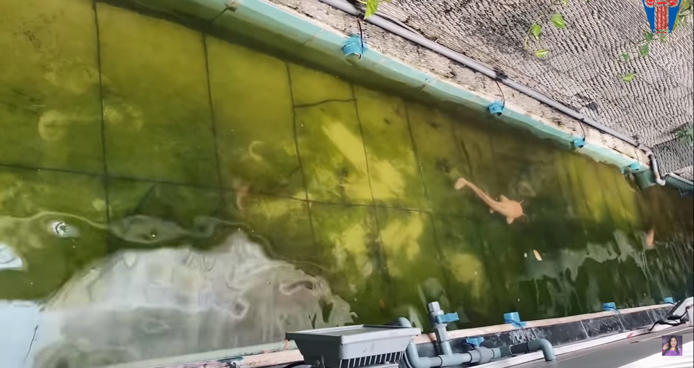 NSND Hồng Vân hé lộ biệt thự rộng lớn có khế trăm tuổi, cá trê 'thành tinh' giữa Sài Gòn ảnh 3