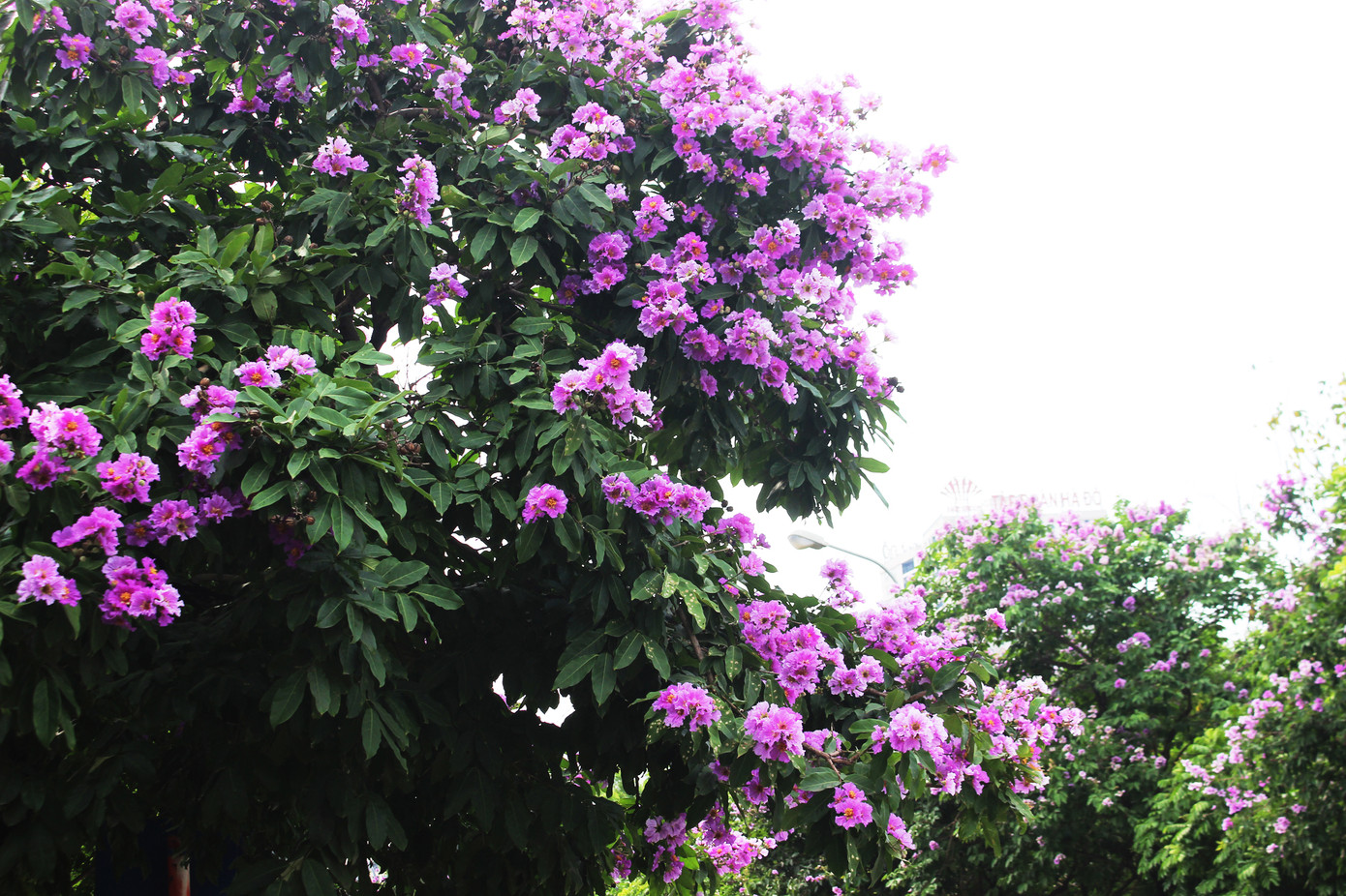 Hà Nội đắm mình trong những sắc hoa mùa hạ ảnh 1