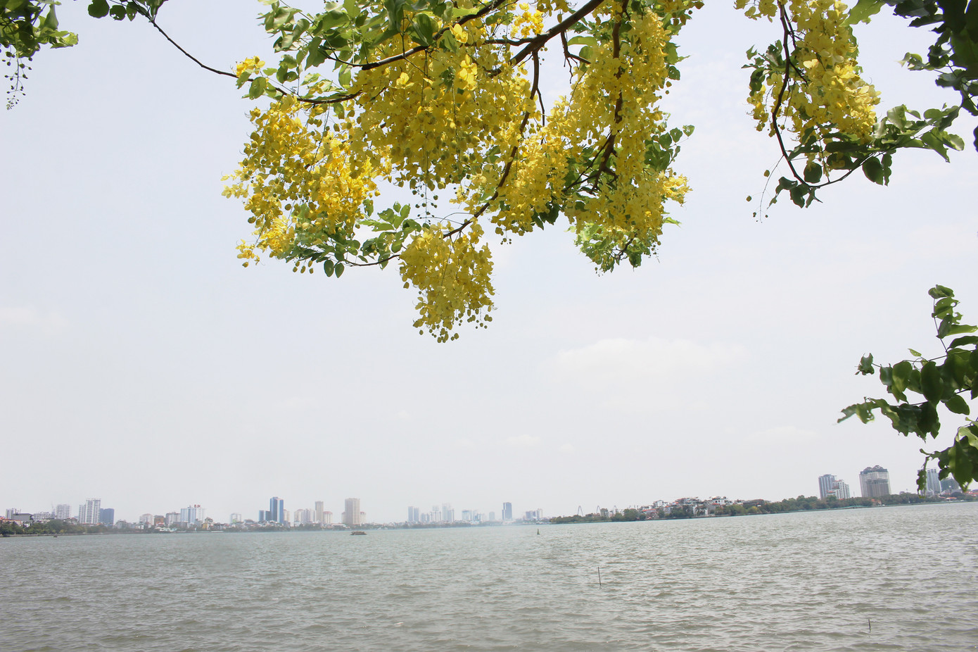 Hà Nội đắm mình trong những sắc hoa mùa hạ ảnh 14