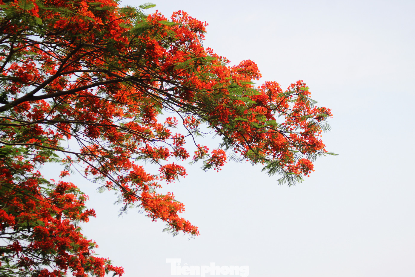 Hà Nội đắm mình trong những sắc hoa mùa hạ ảnh 4