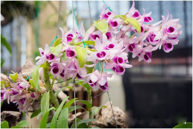 4 mầm lan như cọng rau, bán được tiền tỷ có phải đóng thuế? ảnh 1