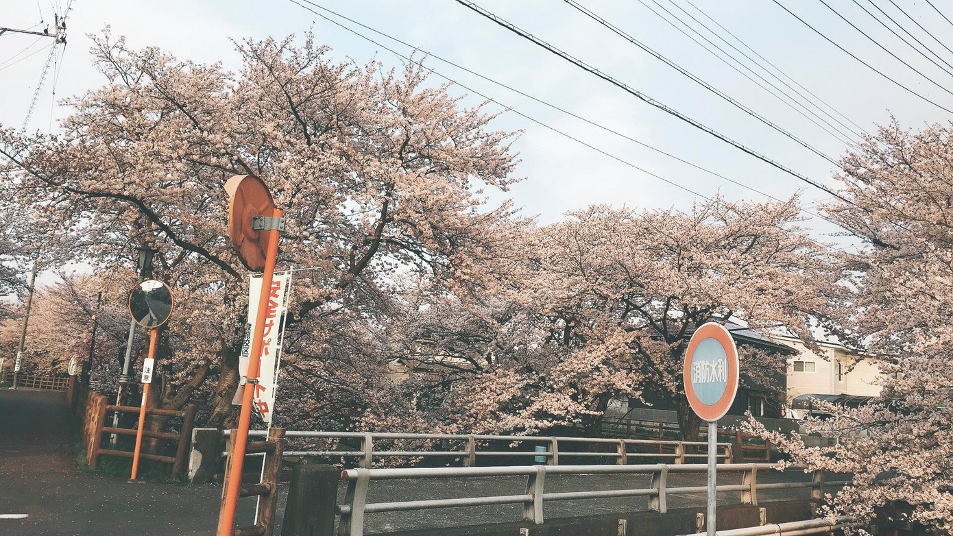 Mùa hoa anh đào đẹp nhưng buồn vì đại dịch COVID-19 ở Nhật Bản ảnh 7