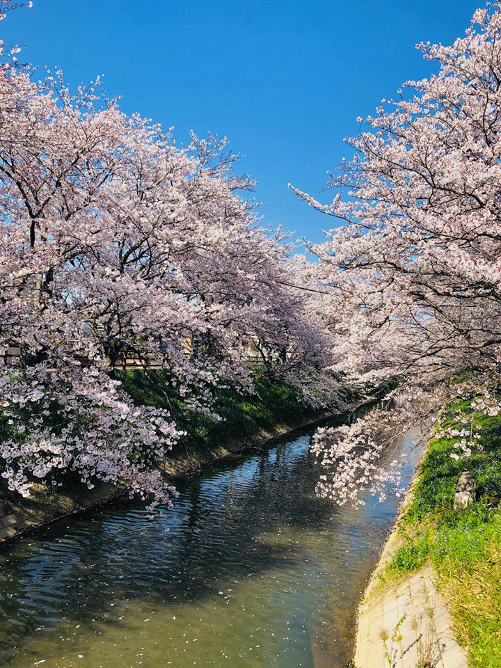 Mùa hoa anh đào đẹp nhưng buồn vì đại dịch COVID-19 ở Nhật Bản ảnh 11