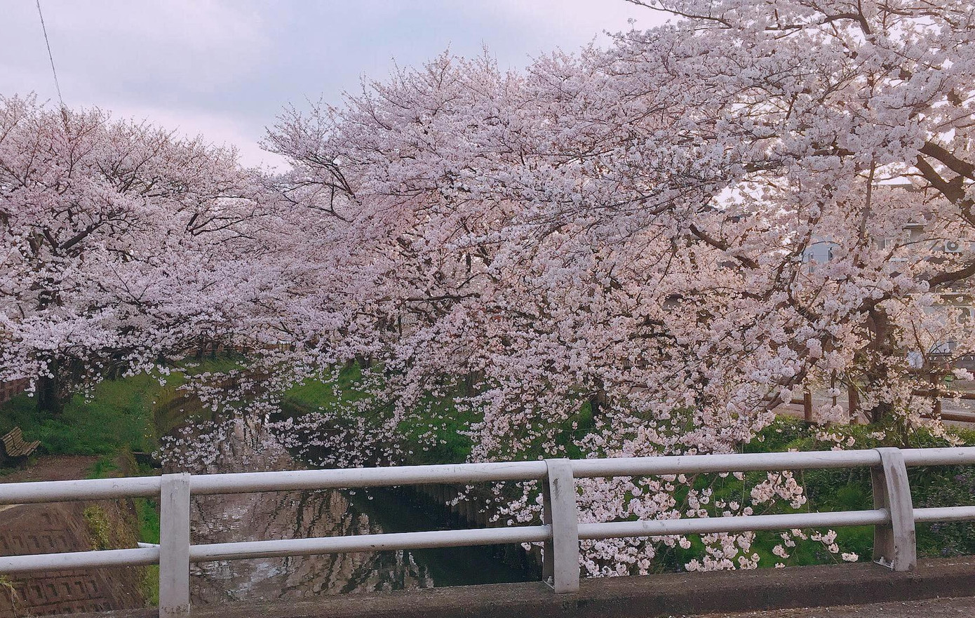 Mùa hoa anh đào đẹp nhưng buồn vì đại dịch COVID-19 ở Nhật Bản ảnh 9