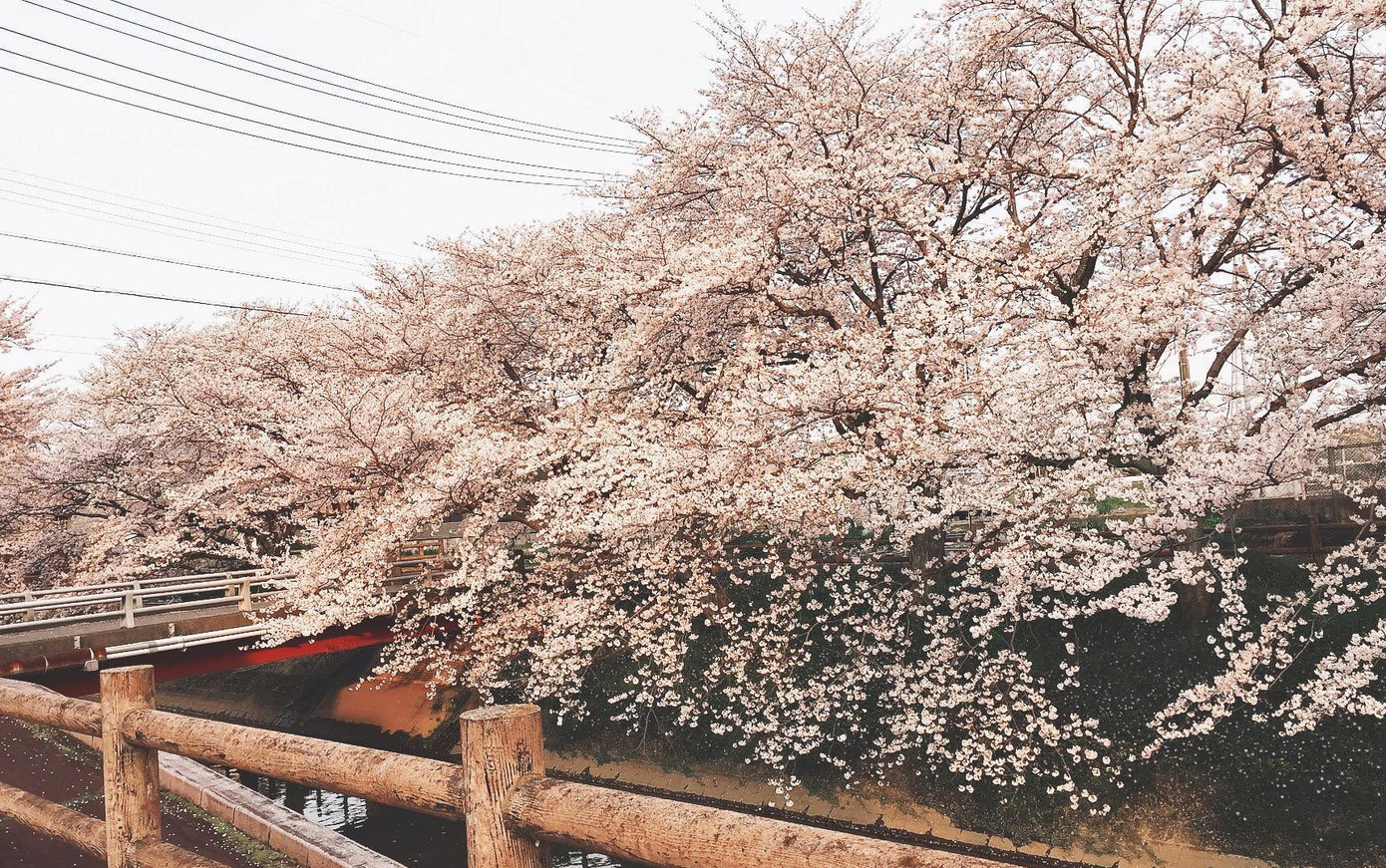 Mùa hoa anh đào đẹp nhưng buồn vì đại dịch COVID-19 ở Nhật Bản ảnh 8