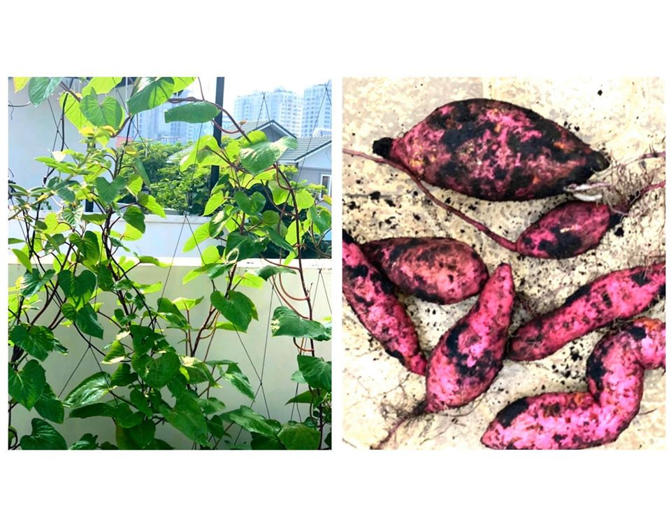 Bất ngờ về khu vườn 'trong mơ' trên sân thượng của gia đình Quyền Linh ảnh 8