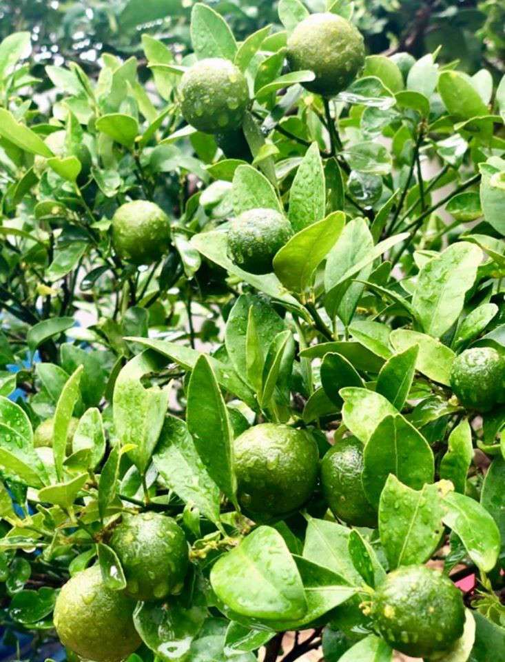 Bất ngờ về khu vườn 'trong mơ' trên sân thượng của gia đình Quyền Linh ảnh 7