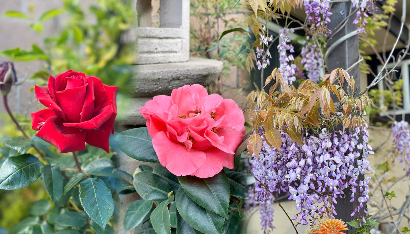 'Lóa mắt' với vườn cây sai trĩu quả của Bằng Kiều ở Mỹ ảnh 10