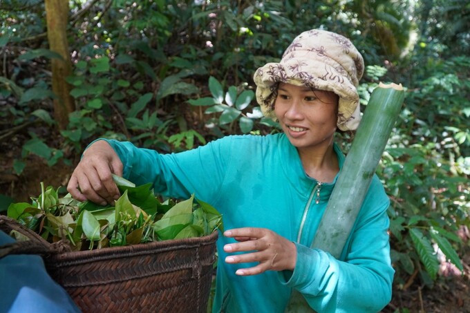 Đổ xô lên núi hái lá bép ảnh 3