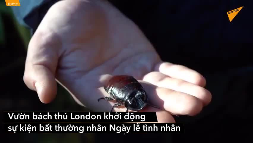 Showbiz 13/2: Vì sao Trấn Thành bị chỉ trích khi mang Minh Béo ra trêu đùa? ảnh 3