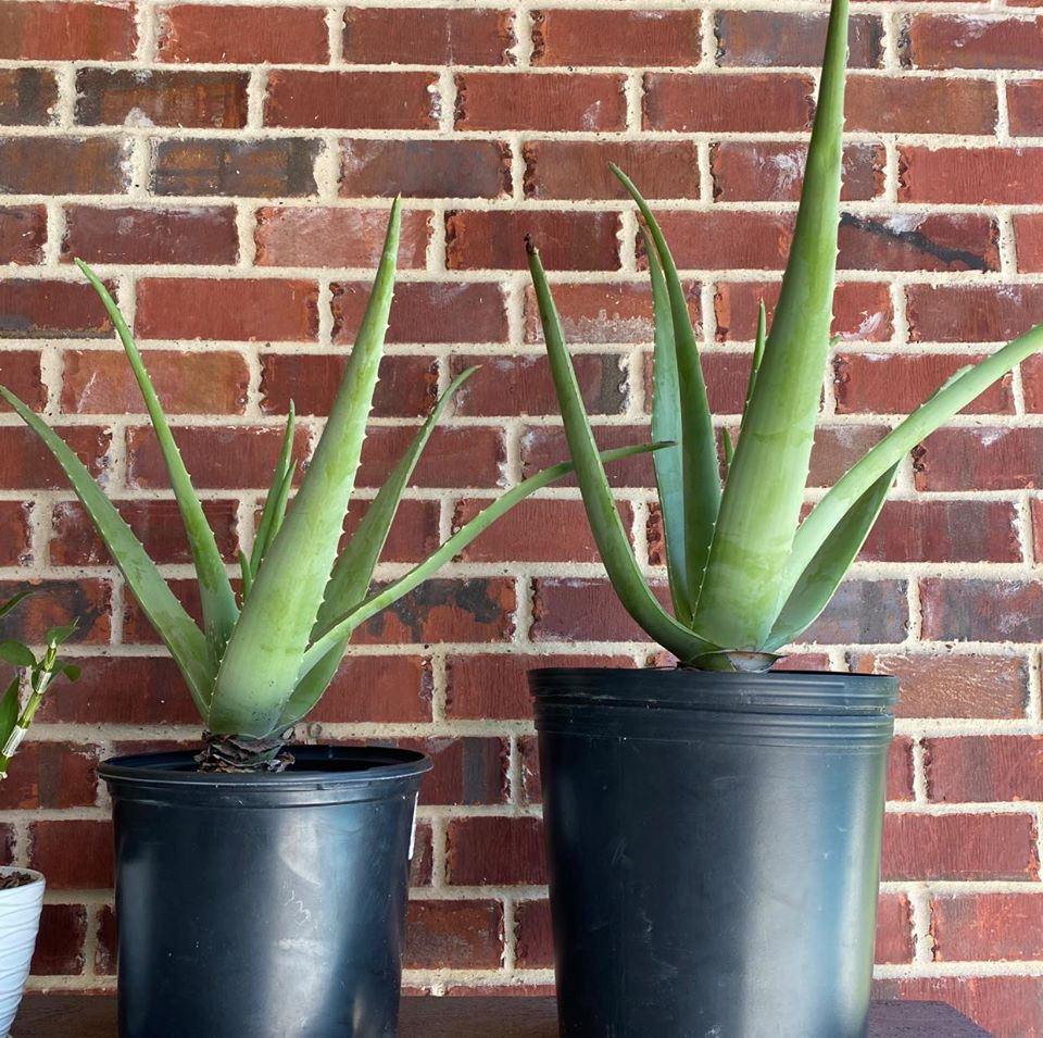 Hồng Ngọc chia sẻ điều xúc động sau khi bị bỏng đến 2/3 gương mặt ảnh 2