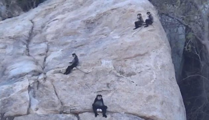 Phát hiện quần thể voọc chà vá chân đen quý hiếm chưa từng thấy tại Ninh Thuận ảnh 1