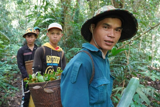 Đổ xô lên núi hái lá bép ảnh 1