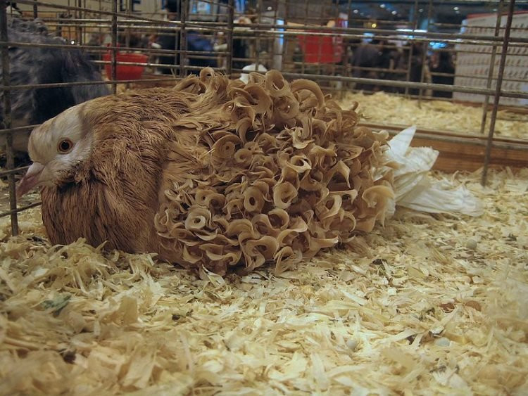 Chiêm ngưỡng loài chim bồ câu có bộ lông xoăn tít độc nhất vô nhị ảnh 5