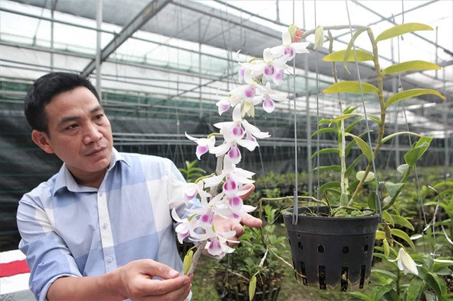 Chuyên gia sinh vật cảnh “vén màn” những giao dịch lan tiền tỷ: Sự thật bất ngờ ảnh 4