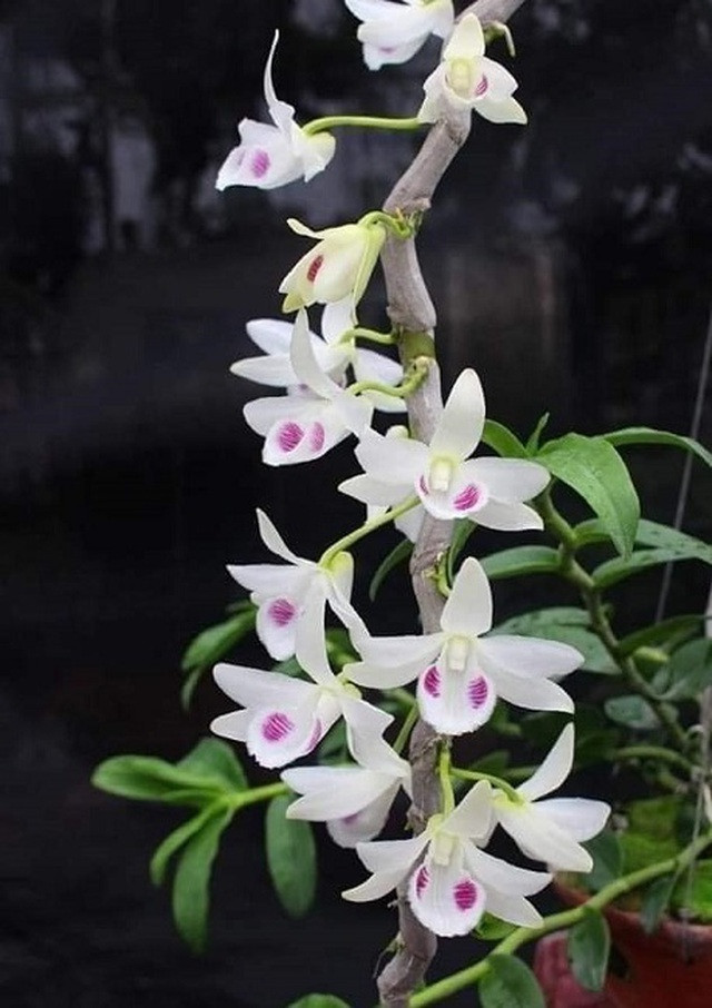 Chuyên gia sinh vật cảnh “vén màn” những giao dịch lan tiền tỷ: Sự thật bất ngờ ảnh 3