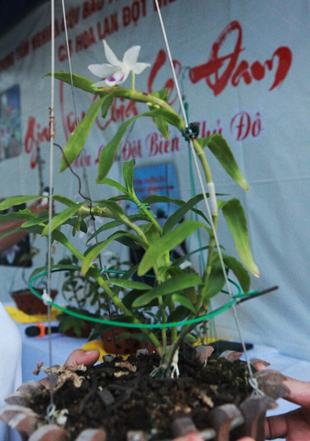 Chuyên gia sinh vật cảnh “vén màn” những giao dịch lan tiền tỷ: Sự thật bất ngờ ảnh 1