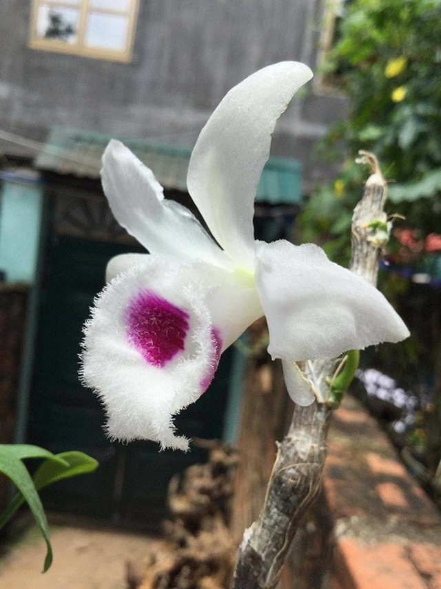 Chuyên gia sinh vật cảnh “vén màn” những giao dịch lan tiền tỷ: Sự thật bất ngờ ảnh 5