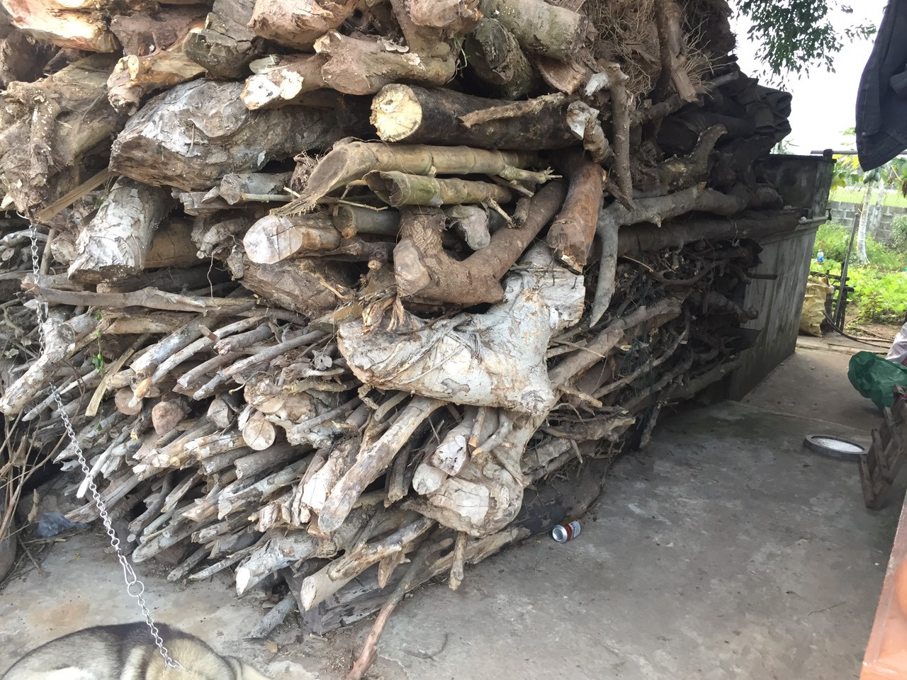 Cây cảnh... lãnh đủ: Trái đắng ảnh 1