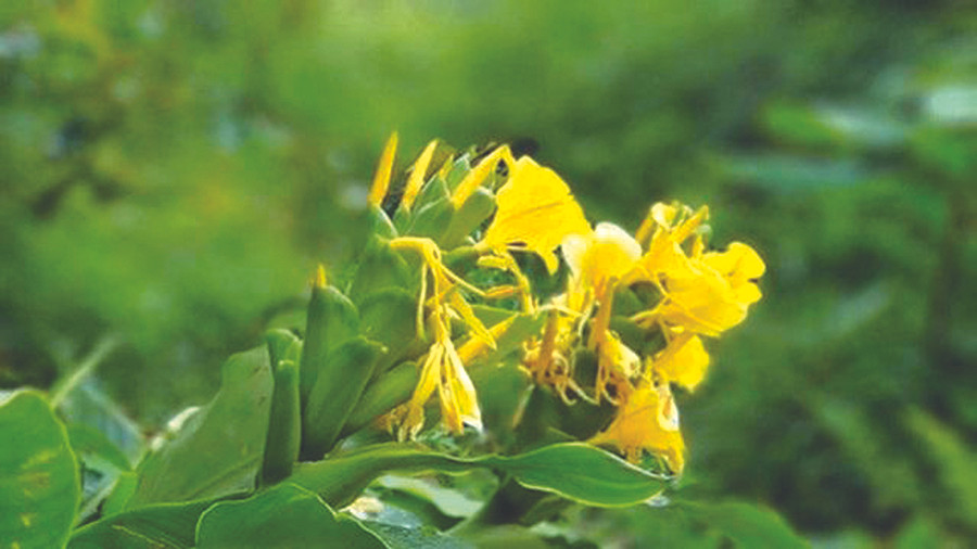 Bài thuốc của bác sĩ người Mán giúp hàng ngàn người thoát viêm đại tràng ảnh 2