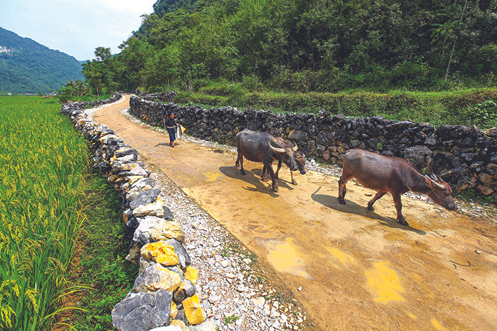 Một tua làng đá Hà Giang ảnh 2