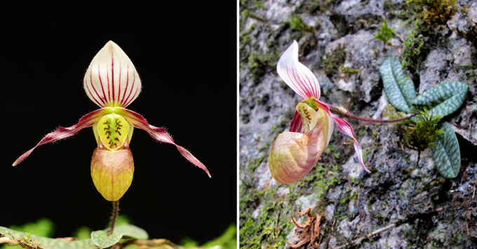 'Gã khùng' mê lan rừng ảnh 2