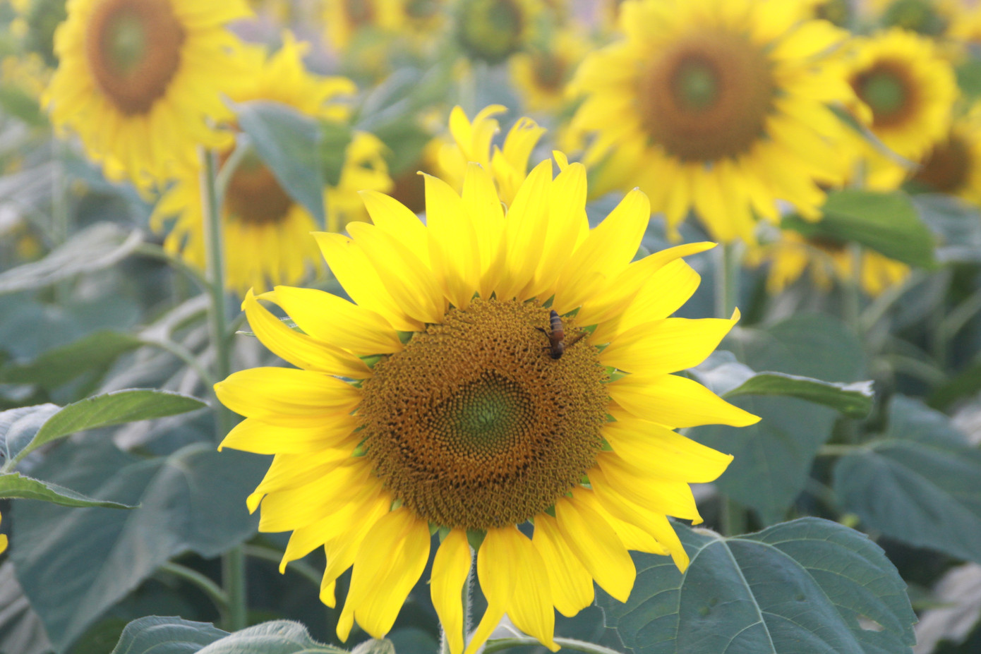 Vườn hoa hướng dương 'khổng lồ' ở Quảng Ngãi hút khách ngày cận Tết ảnh 5