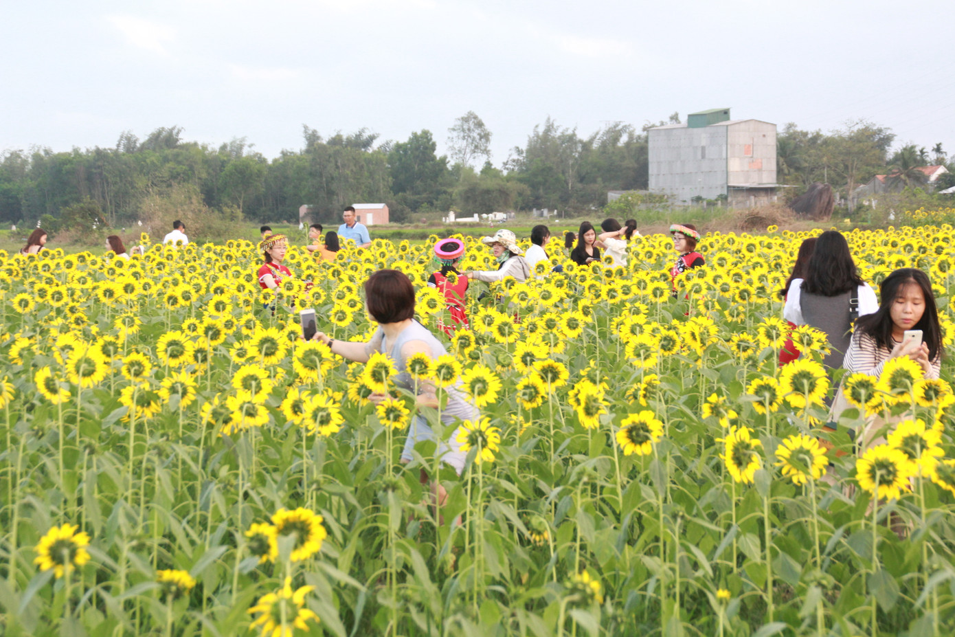 Vườn hoa hướng dương 'khổng lồ' ở Quảng Ngãi hút khách ngày cận Tết ảnh 6
