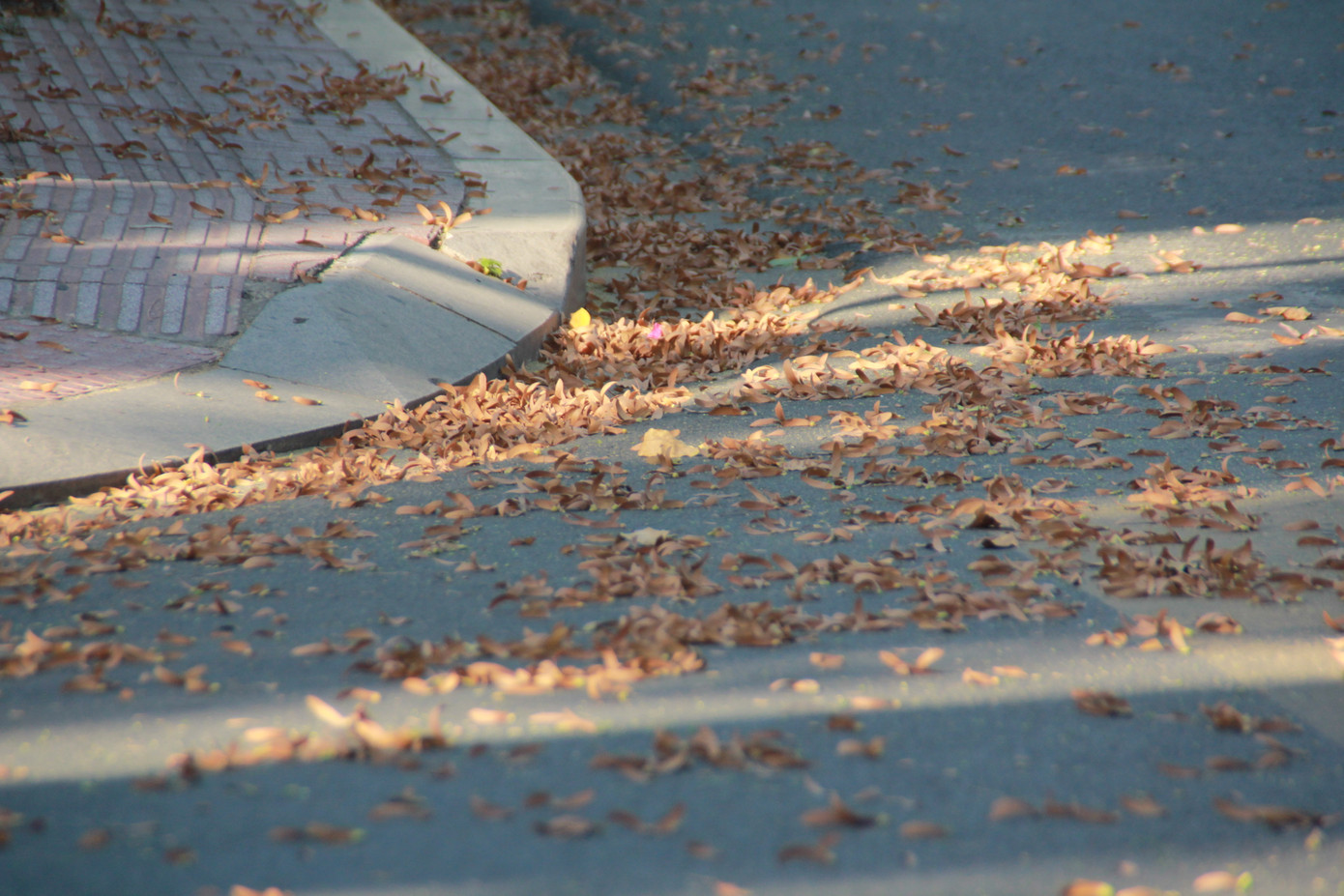 Ngày chớm hè, ngắm cánh chò nâu lả tả bay giữa Sài Gòn ảnh 16