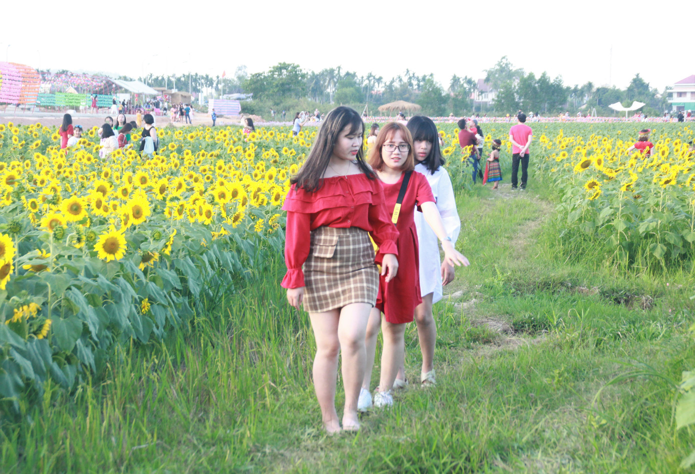 Vườn hoa hướng dương 'khổng lồ' ở Quảng Ngãi hút khách ngày cận Tết ảnh 3