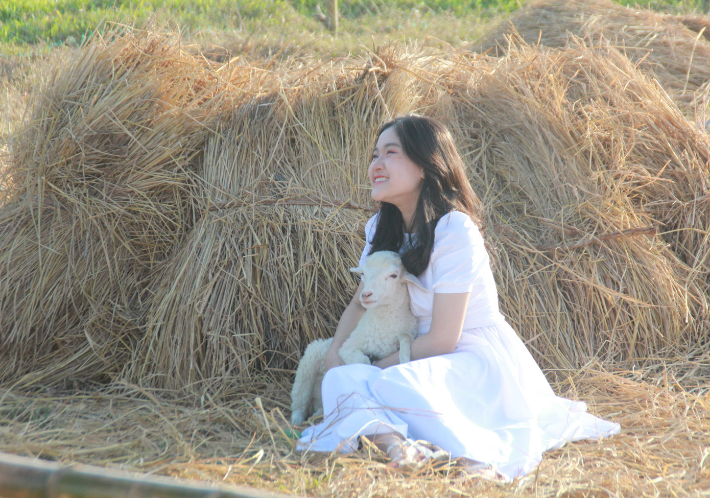 Vườn hoa hướng dương 'khổng lồ' ở Quảng Ngãi hút khách ngày cận Tết ảnh 22