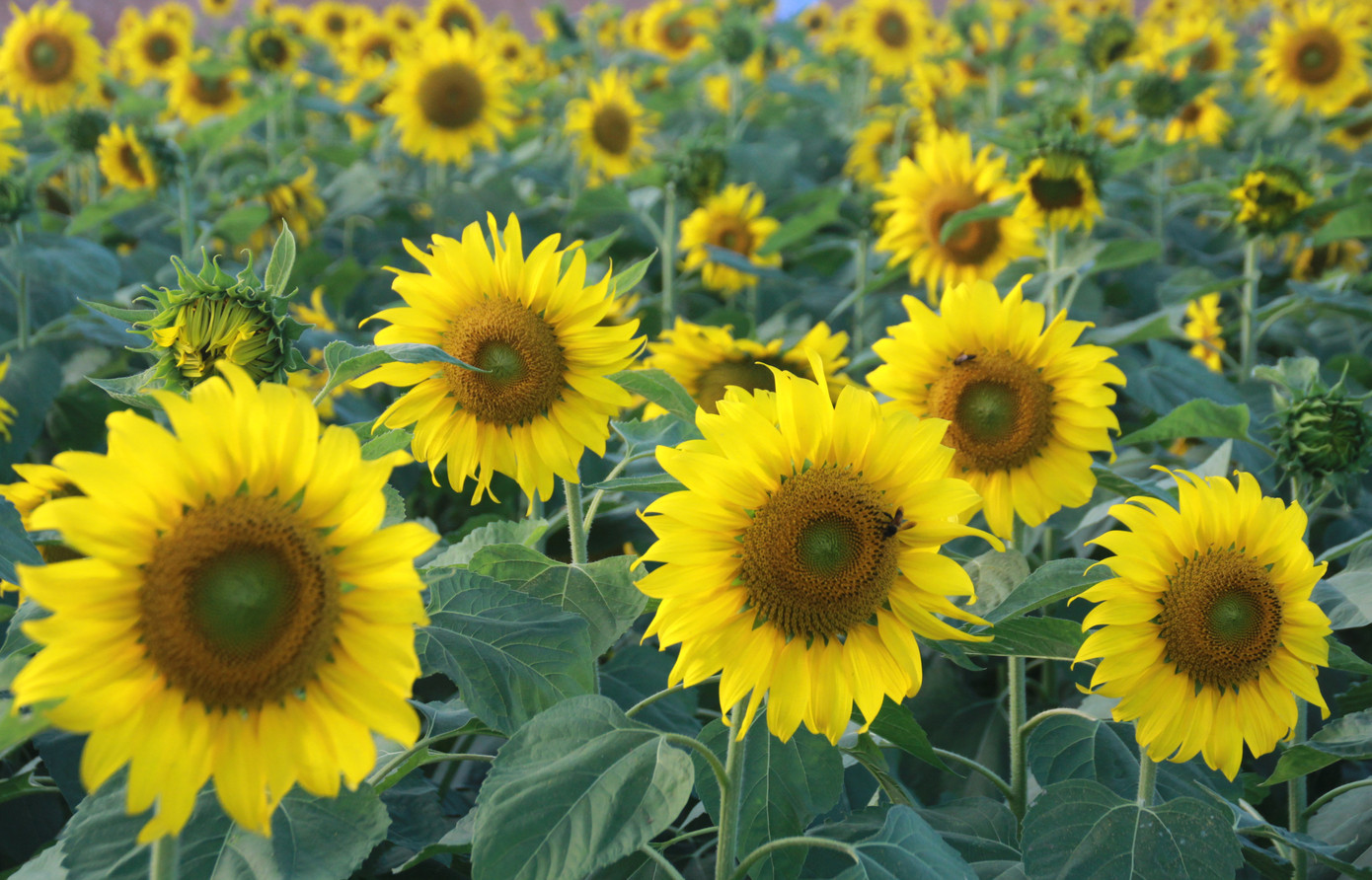 Vườn hoa hướng dương 'khổng lồ' ở Quảng Ngãi hút khách ngày cận Tết ảnh 4