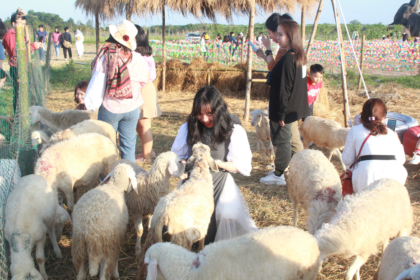 Vườn hoa hướng dương 'khổng lồ' ở Quảng Ngãi hút khách ngày cận Tết ảnh 21