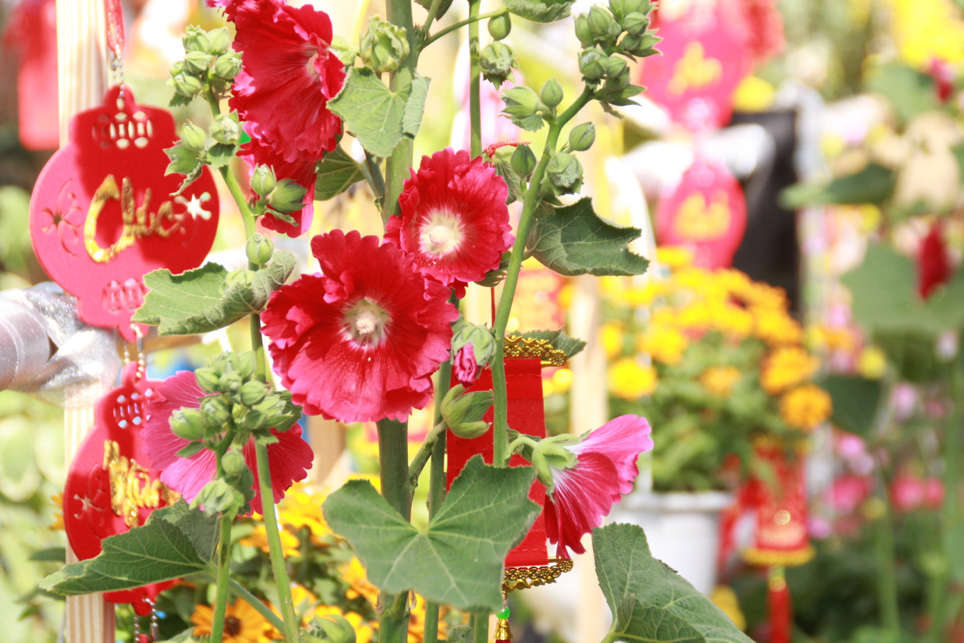 Đẹp mắt đường hoa xuân do các y, bác sỹ dày công chuẩn bị ảnh 5