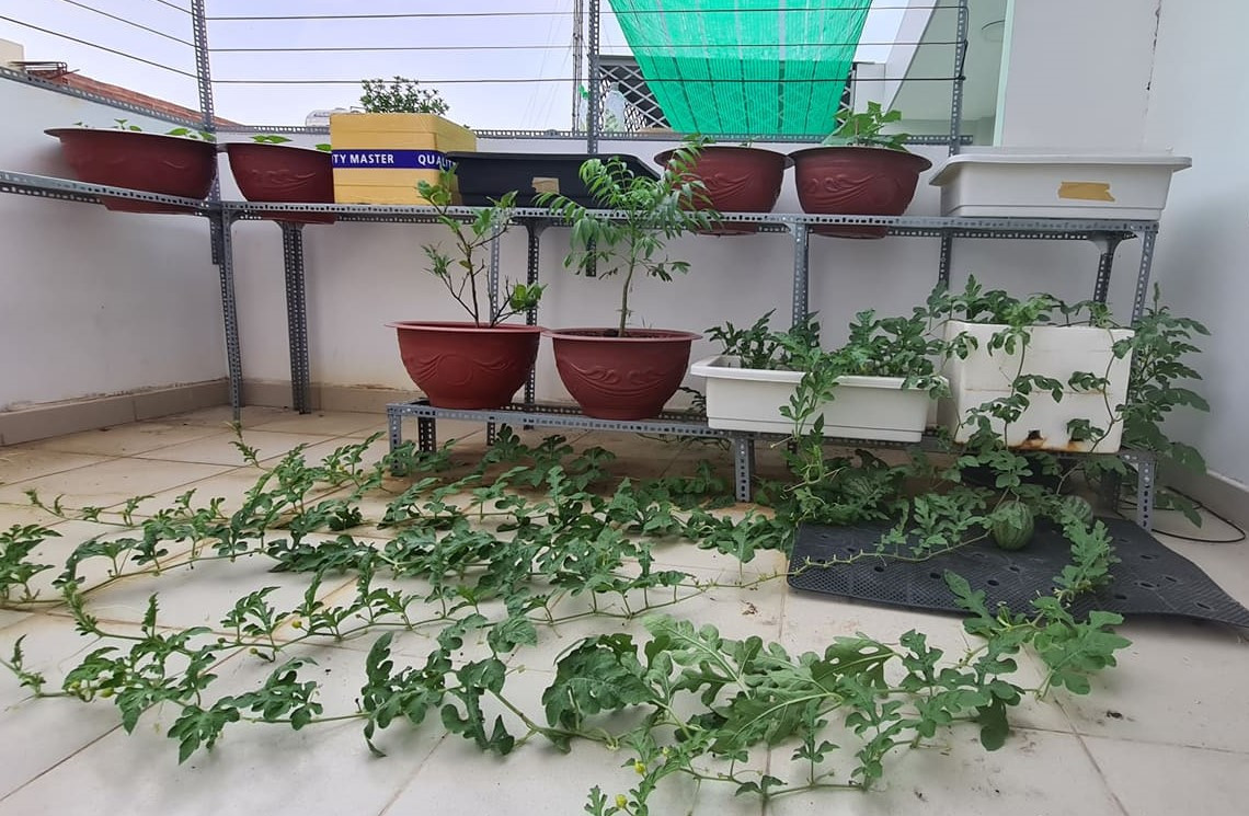 Tìm niềm vui trong những ngày giãn cách xã hội ảnh 7