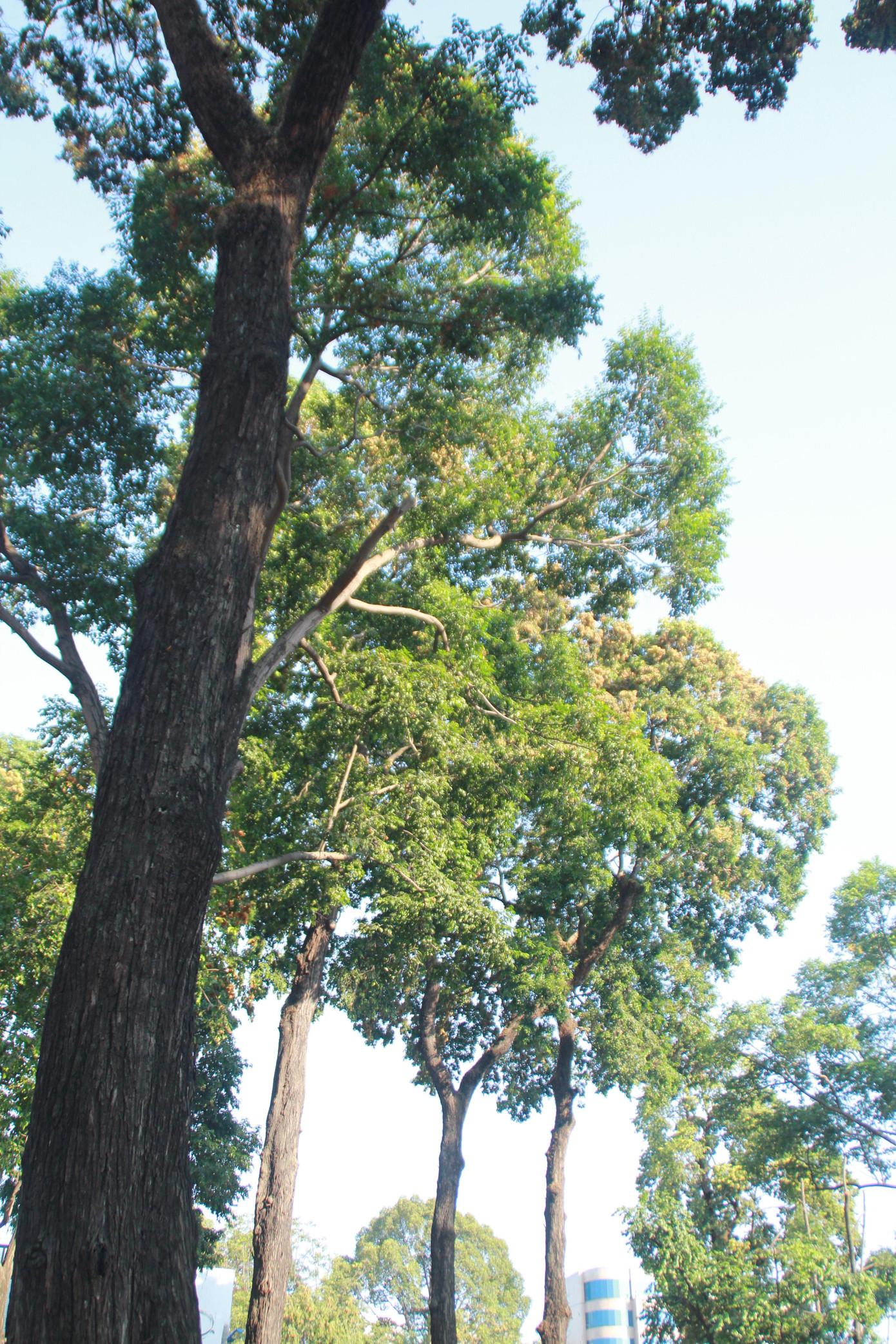 Ngày chớm hè, ngắm cánh chò nâu lả tả bay giữa Sài Gòn ảnh 11