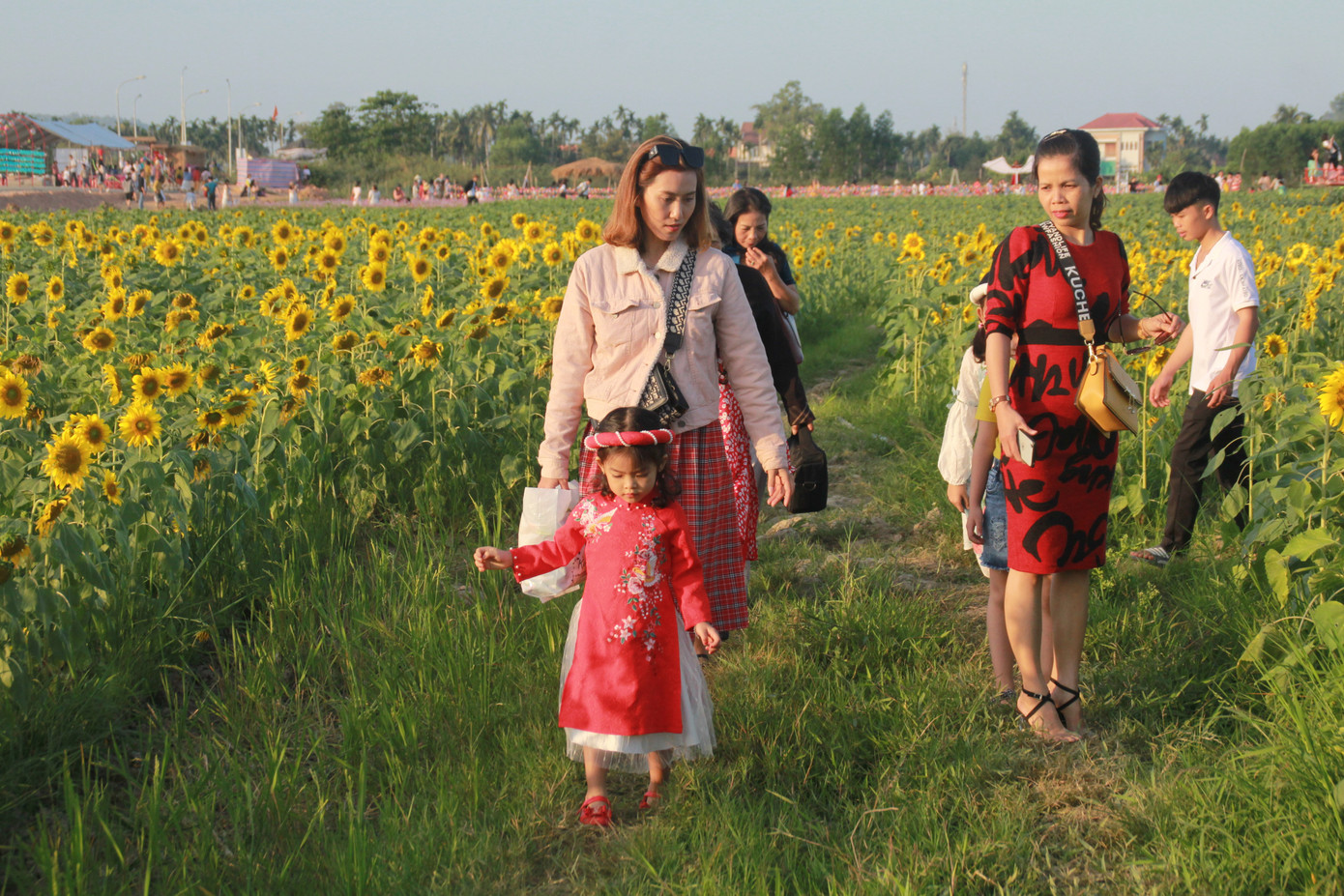 Vườn hoa hướng dương 'khổng lồ' ở Quảng Ngãi hút khách ngày cận Tết ảnh 1