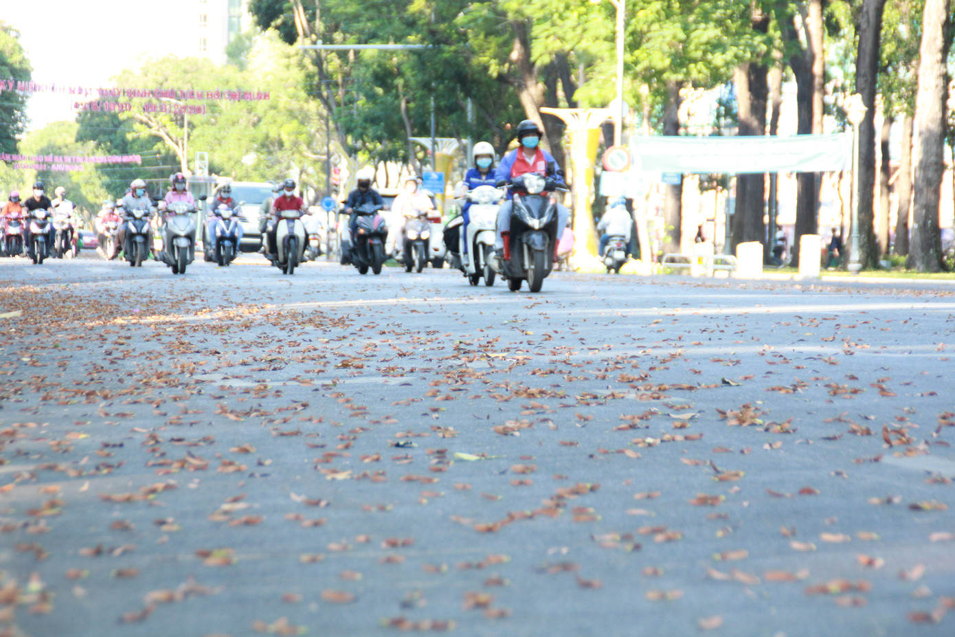 Ngày chớm hè, ngắm cánh chò nâu lả tả bay giữa Sài Gòn ảnh 10