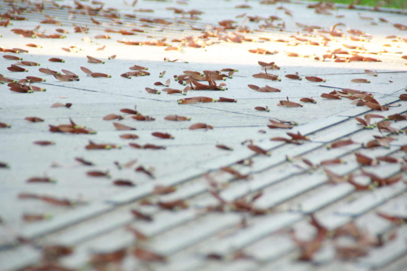 Ngày chớm hè, ngắm cánh chò nâu lả tả bay giữa Sài Gòn ảnh 17