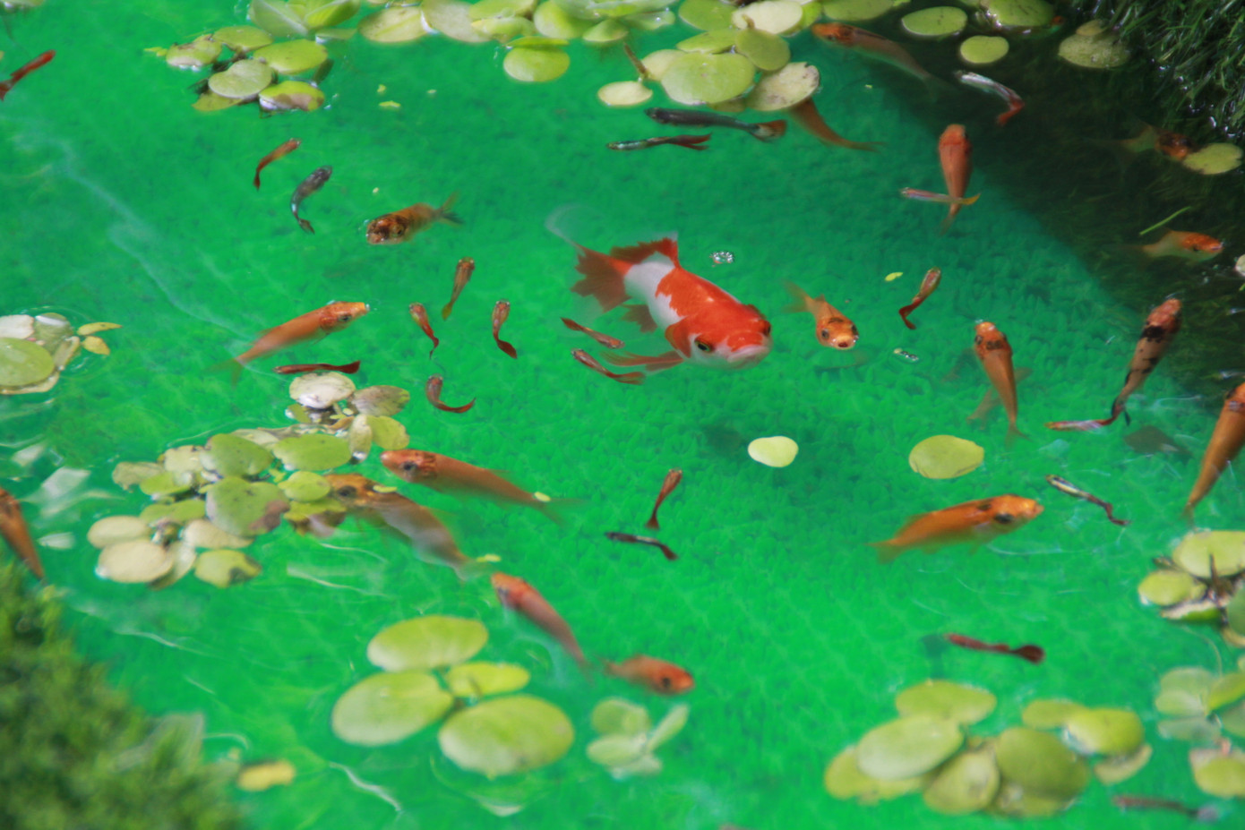 Đẹp mắt đường hoa xuân do các y, bác sỹ dày công chuẩn bị ảnh 13