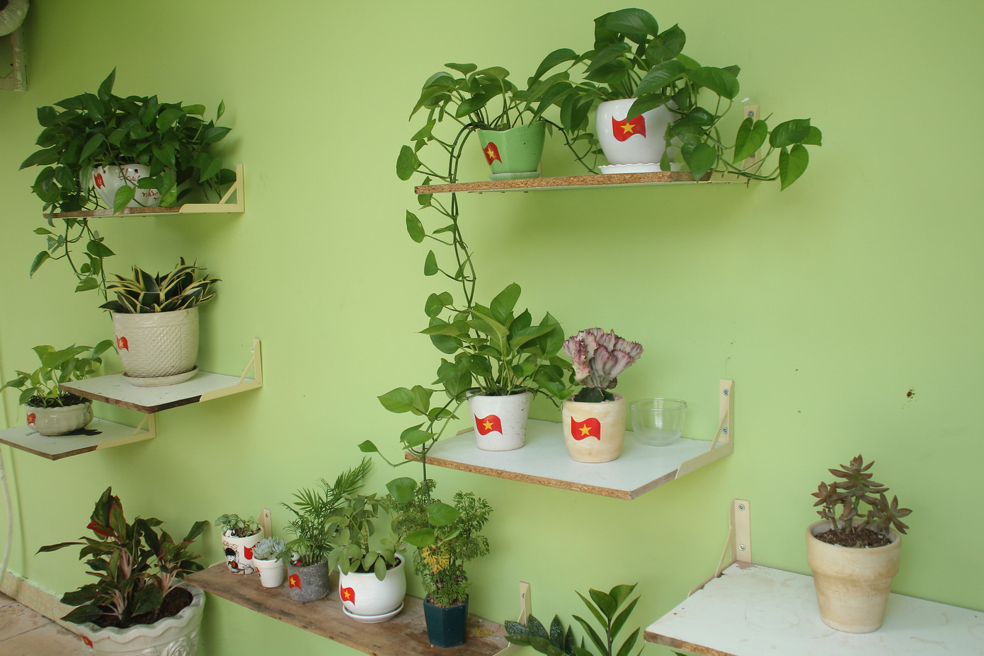 Bạn trẻ tạo mảng xanh mát lành từ công sở đến góc bếp ảnh 10