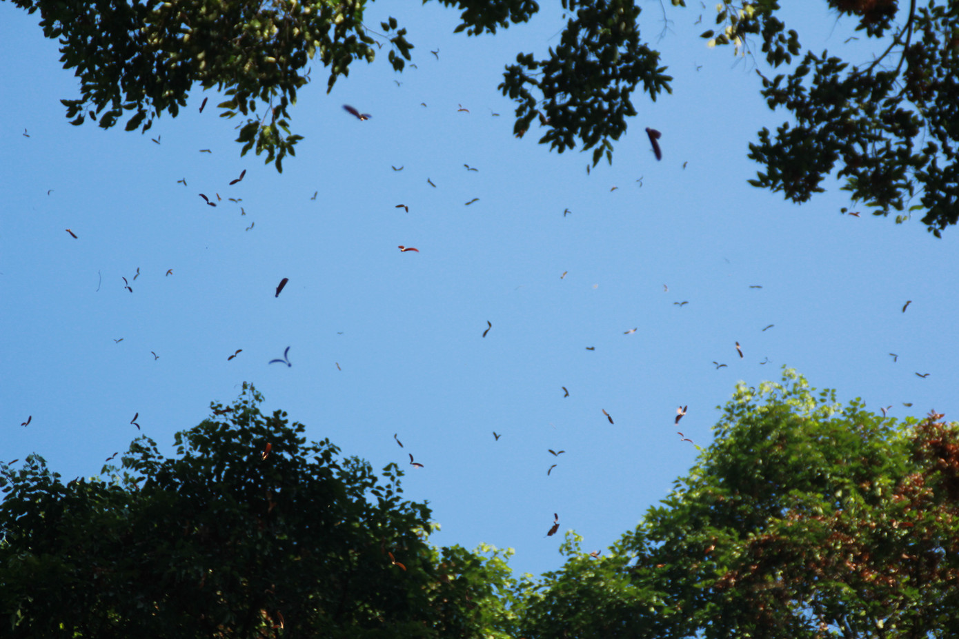 Ngày chớm hè, ngắm cánh chò nâu lả tả bay giữa Sài Gòn ảnh 1
