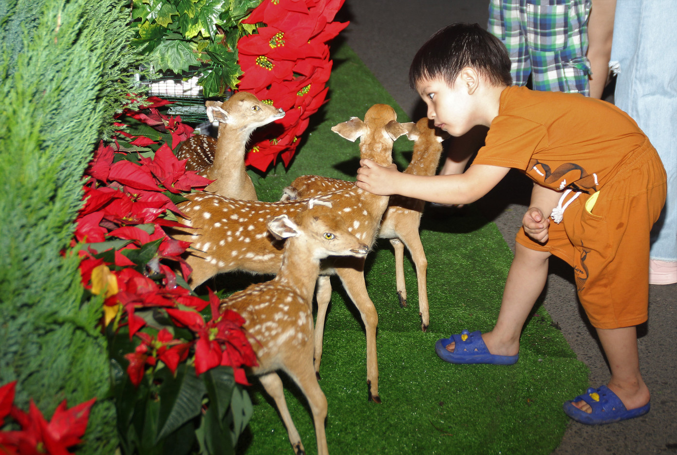 Trẻ em vui thích nô đùa bên hang đá, nai vàng... đón Noel ở biệt thự triệu đô của Mr. Đàm ảnh 8