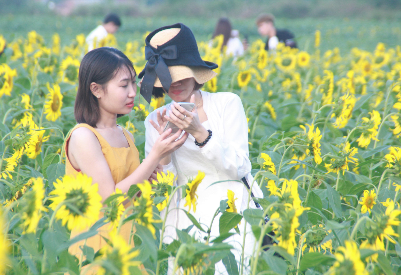 Vườn hoa hướng dương 'khổng lồ' ở Quảng Ngãi hút khách ngày cận Tết ảnh 11