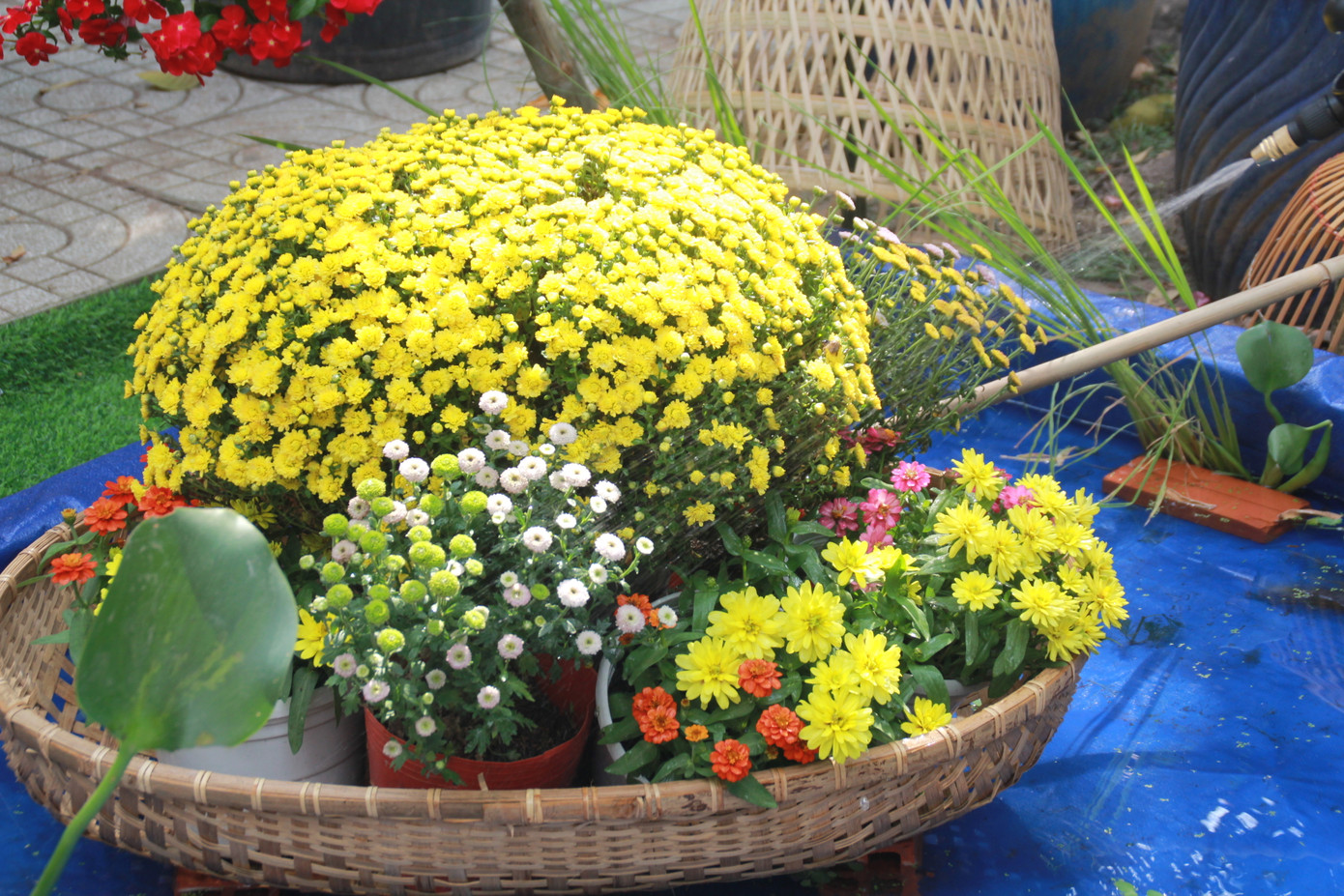 Đẹp mắt đường hoa xuân do các y, bác sỹ dày công chuẩn bị ảnh 4