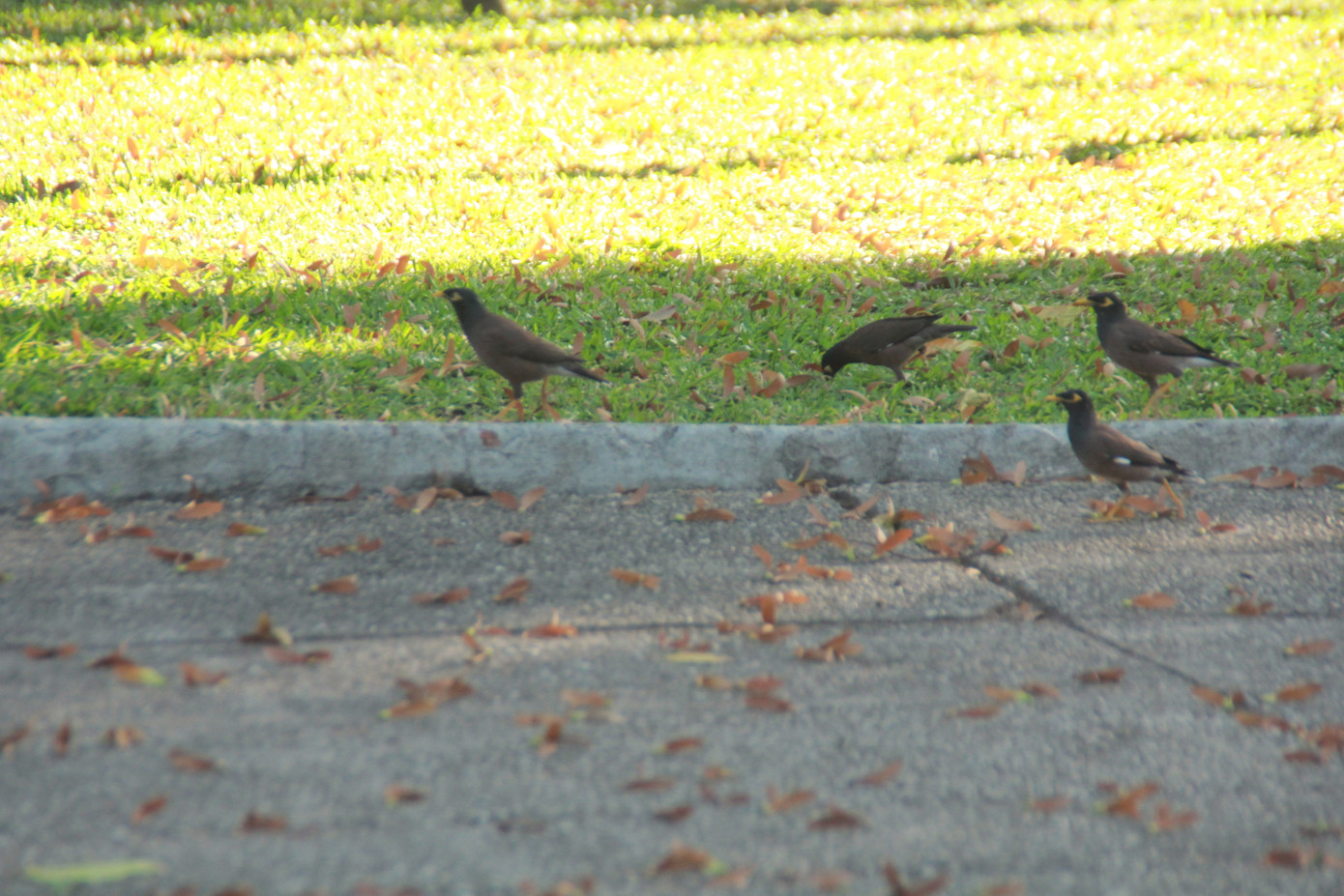Ngày chớm hè, ngắm cánh chò nâu lả tả bay giữa Sài Gòn ảnh 5