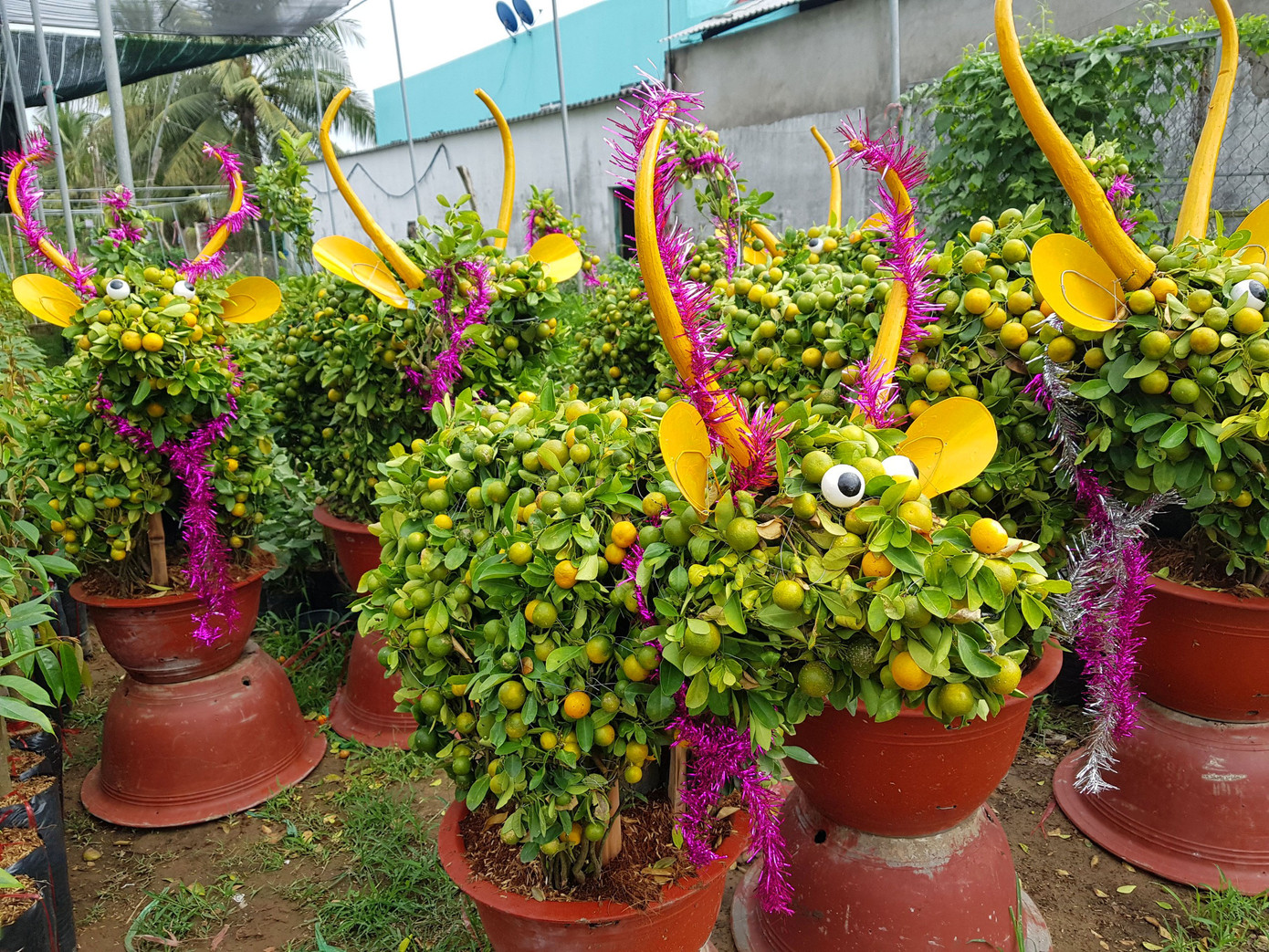 Người trồng mai ở TPHCM gấp rút tỉa lá, trâu vàng 'cõng' quất hút khách miền Tây ảnh 14