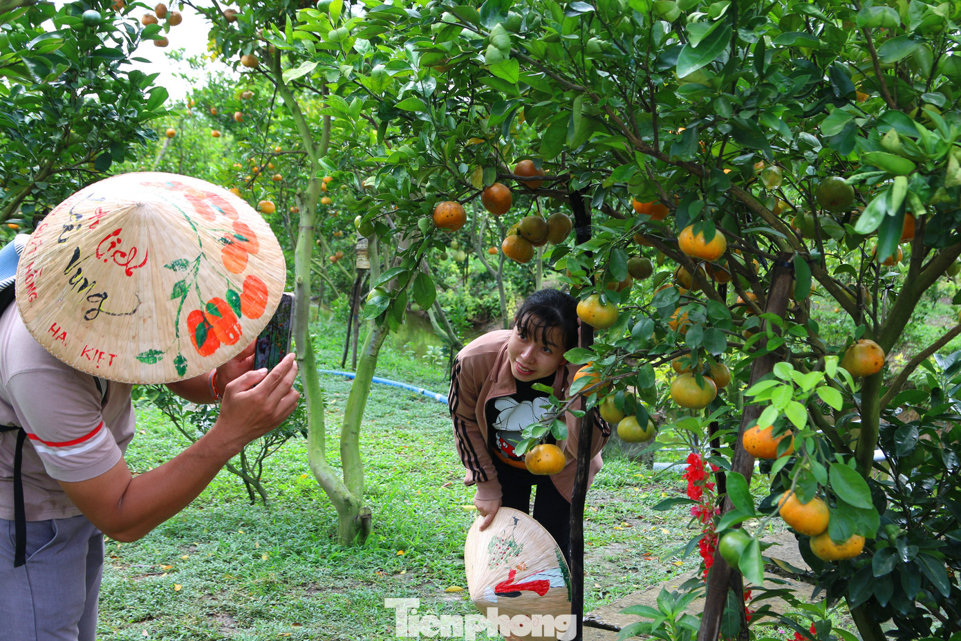 Mê mẩn vườn quýt hồng trĩu quả của nông dân miền Tây ảnh 8